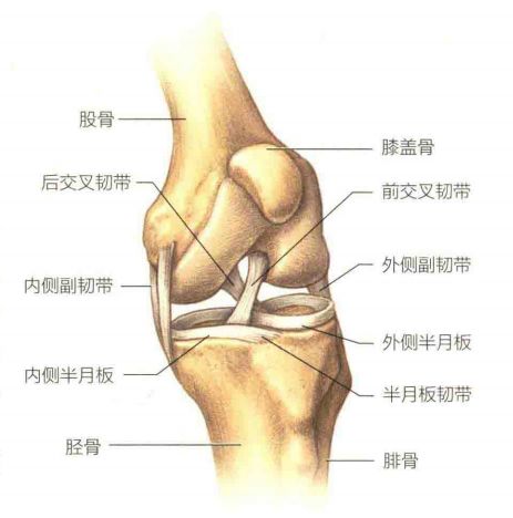 橄榄球联合队_联盟式橄榄球比赛时间_联盟式橄榄球规则